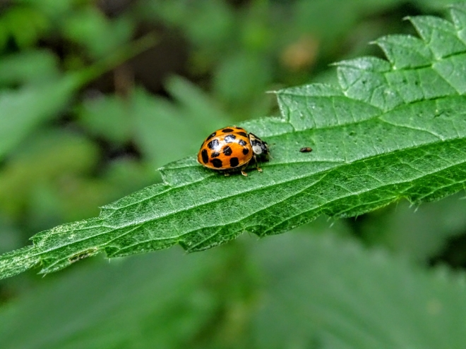 A ladybug sitting on a leaf representing bugs in programmes. They ladybug represents the fact that software bugs can be learning experience.